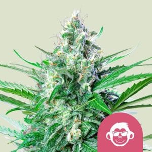 Image 1 of Grape Ape cannabis by Royal Queen Seeds – Indica-heavy – Indoor-friendly – Body Stone – Seed City