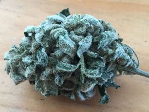 Grape Crinkle