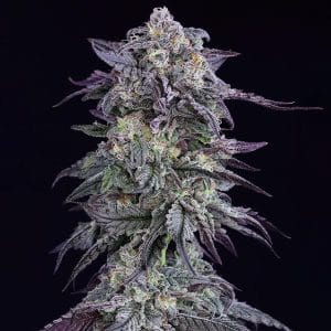 Grape Godalope
