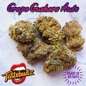 Grape Gushers Auto cannabis seeds – Auto-Flowering – Body Stone – Grapefruit – image 1 from Seed City