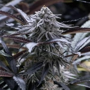Grape Juice cannabis seeds – Fruity – Indica Dominant – Middle of September – image 1 from Seed City