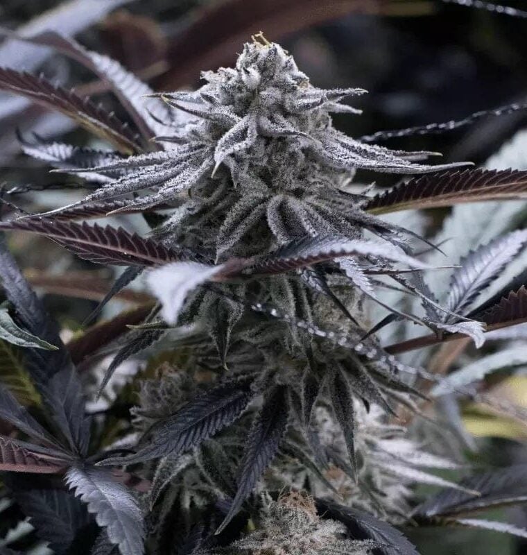 Grape Juice cannabis seeds – Fruity – Indica Dominant – Middle of September – image 1 from Seed City