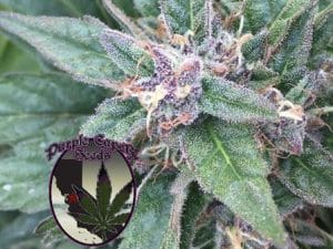 Grape OG