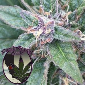 Grape OG by Purple Caper Seeds – 12/12 Photoperiod – Regular – Indoor-friendly – image 1 – Seed City