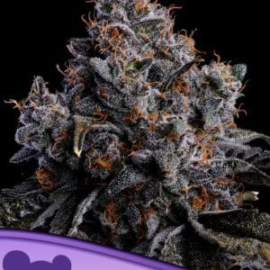 Grape Pop Rocks Auto from Anesia Seeds
