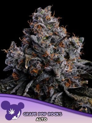 Grape Pop Rocks Auto