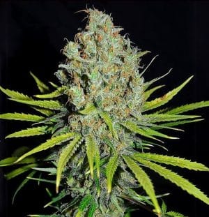 Grape Stomper