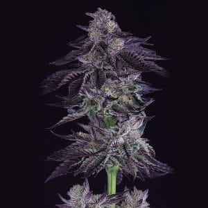 Grape X