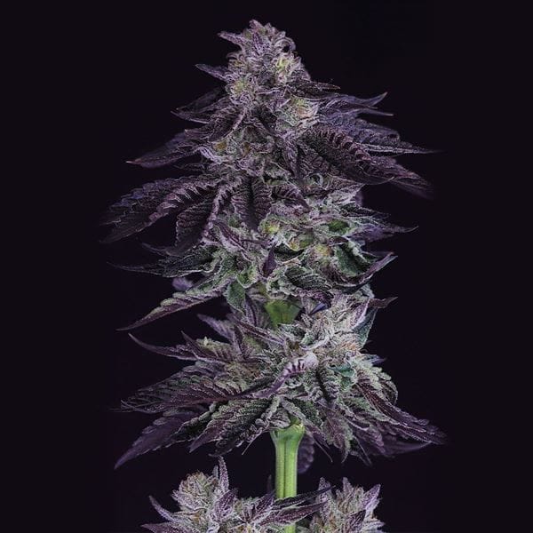 Image 1 of Grape X cannabis by Crockett Family Farms – 12/12 Photoperiod – 50% Indica/50% Sativa – Regular – Seed City