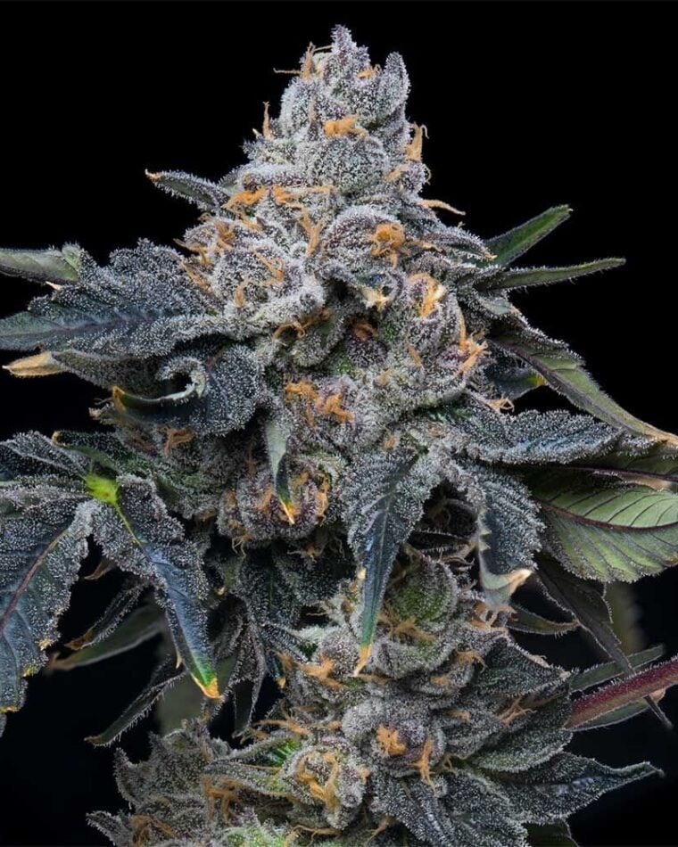 Grape Z x Hollywood by Cookies Seed Bank – Grape – Guaranteed female plants – Indoor – image 1 – Seed City