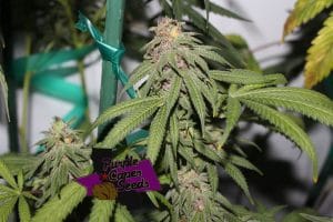 Grape Zkittlez