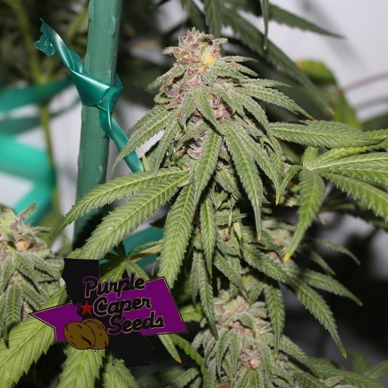 Grape Zkittlez cannabis seeds – Regular – Good for outdoor grow – 12/12 Photoperiod – image 1 from Seed City