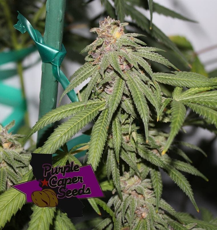 Grape Zkittlez cannabis seeds – Regular – Good for outdoor grow – 12/12 Photoperiod – image 1 from Seed City