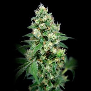Grapefruit Barb