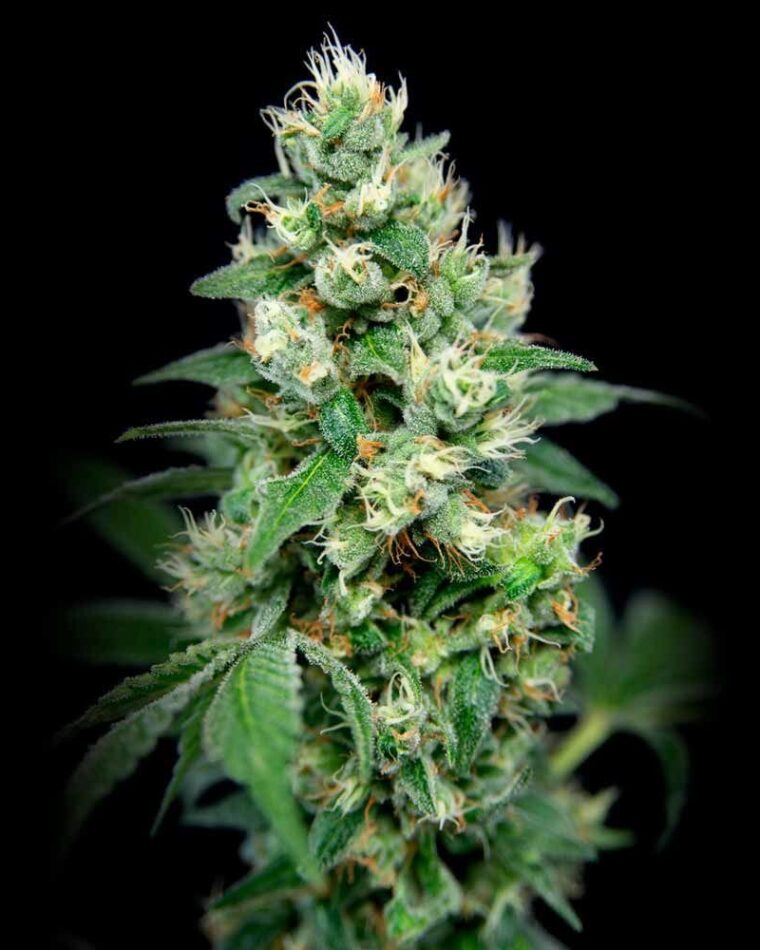 Grapefruit Barb by House of the Great Gardener – 12/12 Photoperiod – Feminized – Outdoor – image 1 – Seed City