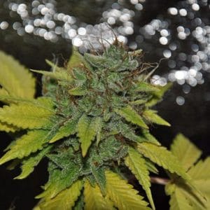 Grapefruit Diesel