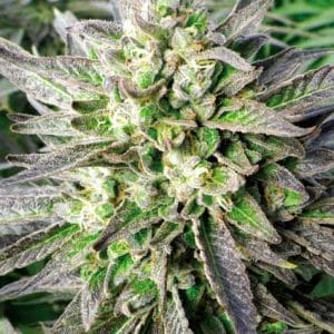 Grapefruit Krush cannabis seeds – Indica-heavy – Happy – Outdoor cultivation – image 1 from Seed City