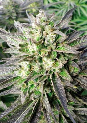 Grapefruit Krush