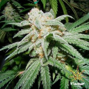Grapefruit Tangie