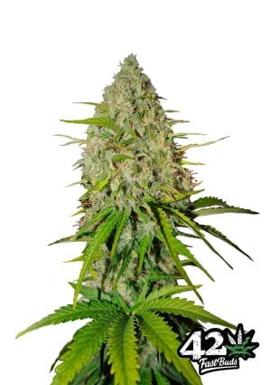 Grapefruit’matic