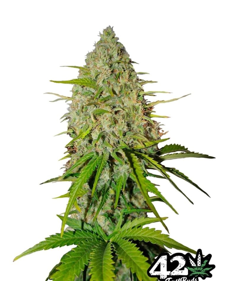 Grapefruit'matic by FastBuds – Grapefruit – Auto-Flowering – Suited for indoor growing – image 1 – Seed City