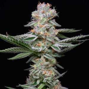 Grapefruitz