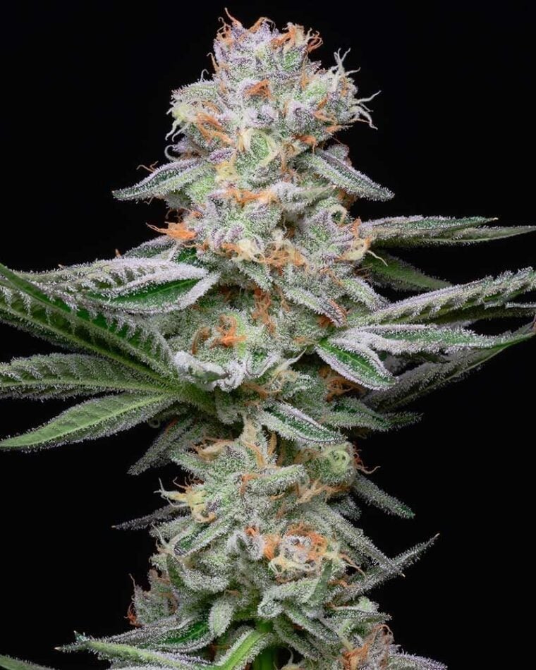 Grapefruitz from Cookies Seed Bank
