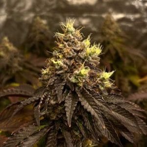 Grapplez from Black Tuna Seeds