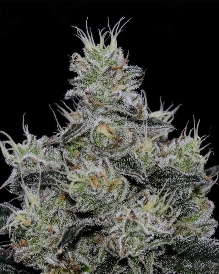 Image 1 of Grease Fire cannabis by Symbiotic Genetics – 12/12 Photoperiod – Euphoric – Fruity – Seed City