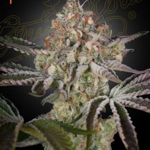 Great White Shark cannabis seeds – Tall (140cm plus) – Large yield – Sweet – image 1 from Seed City