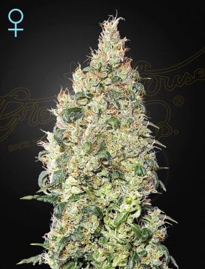 Great White Shark CBD