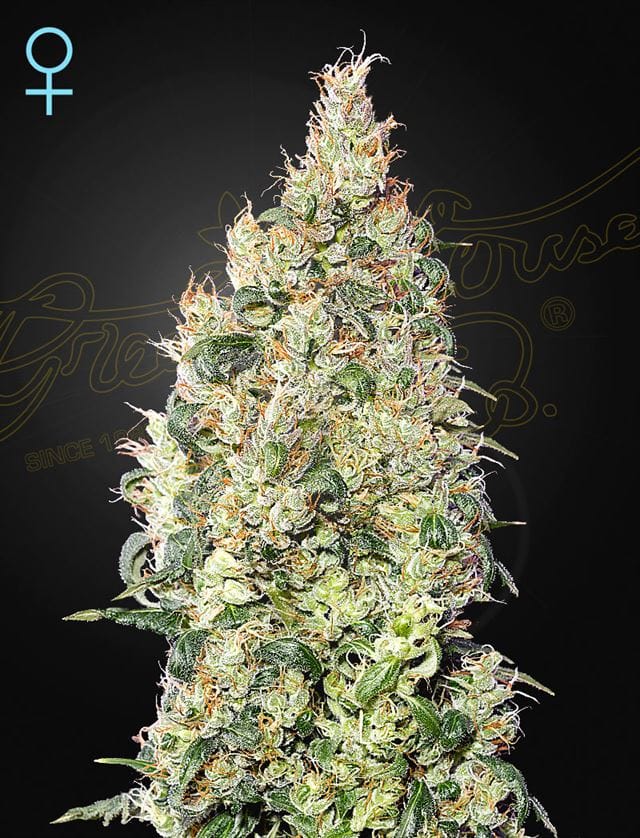 Great White Shark CBD by Green House Seeds – Fruity – Anxiety – Indica Dominant – image 1 – Seed City