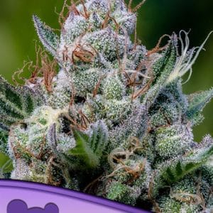 General Pain – Auto-Flowering – Lemon – Green Apple Juice Auto strain – image 1 – from Anesia Seeds via Seed City