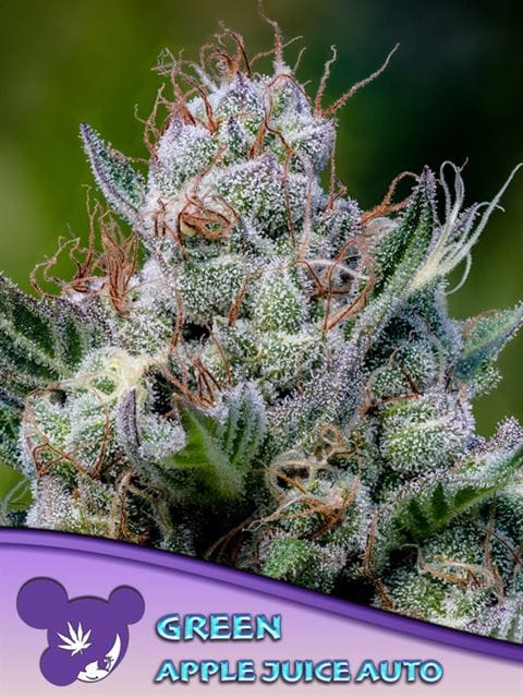 General Pain – Auto-Flowering – Lemon – Green Apple Juice Auto strain – image 1 – from Anesia Seeds via Seed City