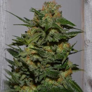 Green Crack from Garden of Green