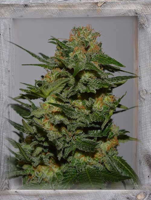 Green Crack from Garden of Green