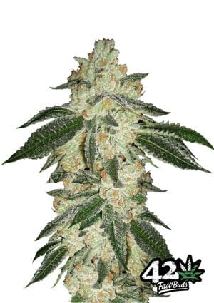 Green Crack