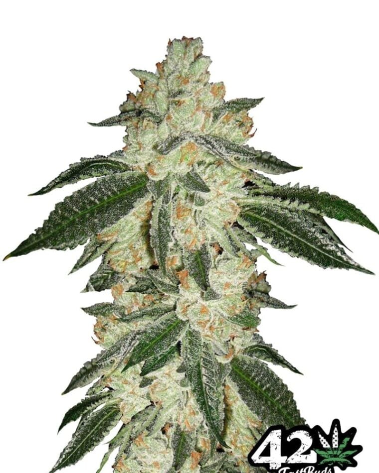 Feminized – Super Strength – Auto-Flowering – Green Crack strain – image 1 – from FastBuds via Seed City