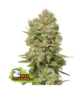 Green Crack by Seed Stockers – Suited for indoor growing – Female seeds – Spicy – image 1 – Seed City