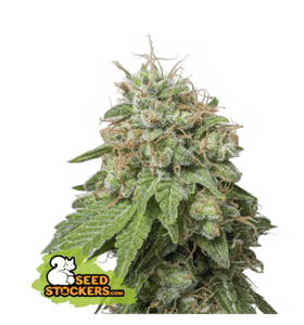 Feminized – Sativa-leaning – Large yield – Green Crack Auto strain – image 1 – from Seed Stockers via Seed City