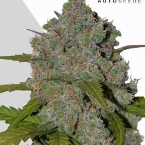 Green Crack Auto by Auto Seeds – Auto-Flowering – Female seeds – Fruity – image 1 – Seed City