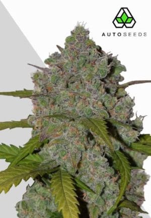 Green Crack Auto
