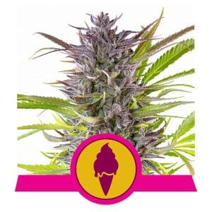 Image 1 of Green Gelato cannabis by Royal Queen Seeds – Earthy – Indoor – Uplifting – Seed City