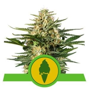 Green Gelato Automatic