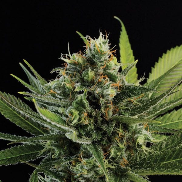 Green Genie from Freedom Seeds