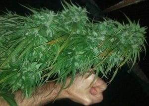 Green Haze 19 A5