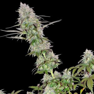 Green Mango Kush