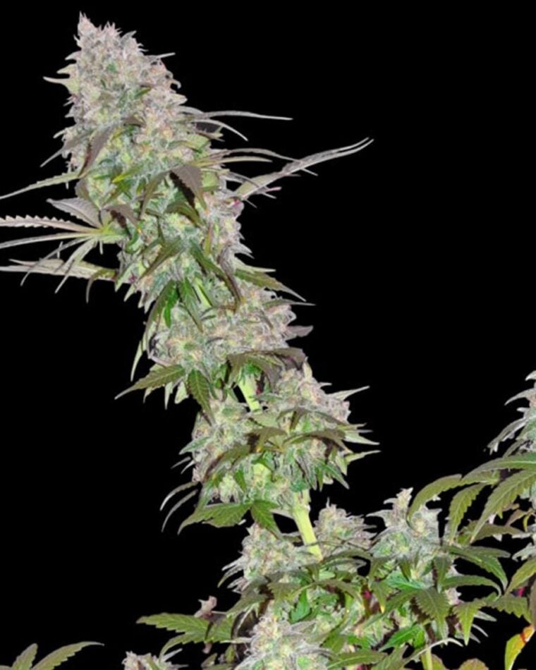 Green Mango Kush cannabis seeds – Fruity – 12/12 Photoperiod – Guaranteed female plants – image 1 from Seed City