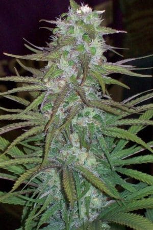 Green Mountain Grape