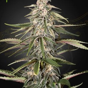 Green-O-Matic Auto-flowering cannabis seeds – Mostly Indica – Indoor – Feminized – image 1 from Seed City
